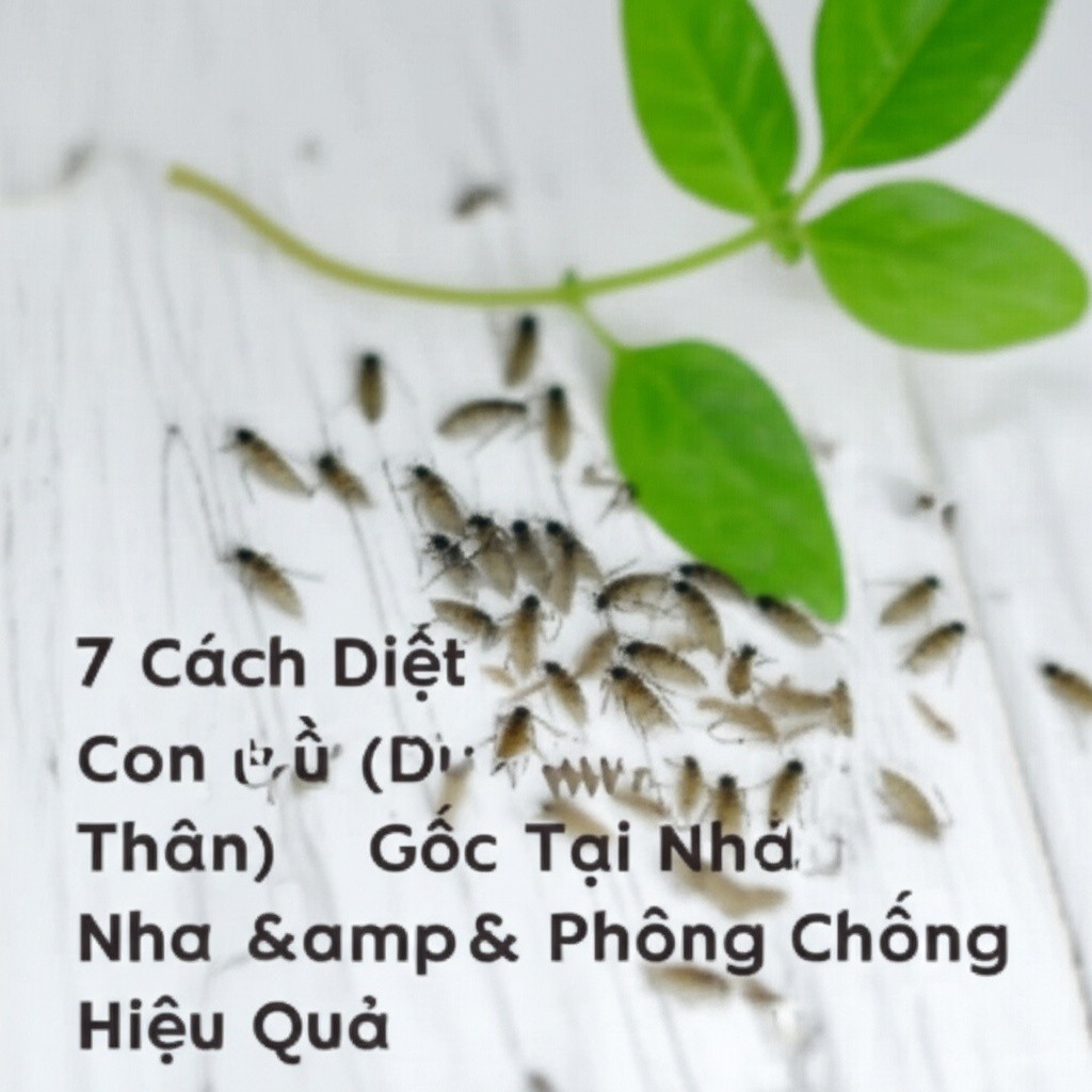 Hình minh họa cho bài viết: 7 Cách Diệt Con Phù Du (Thiêu Thân) Tận Gốc Tại Nhà & Phòng Chống Hiệu Quả