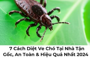7 Cách Diệt Ve Chó Tại Nhà Tận Gốc, An Toàn & Hiệu Quả Nhất 2024