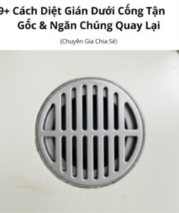 9+ Cách Diệt Gián Dưới Cống Tận Gốc & Ngăn Chúng Quay Lại (Chuyên Gia Chia Sẻ)