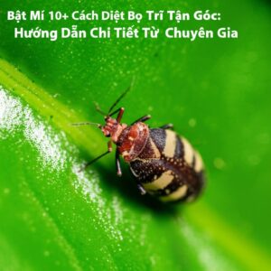 Bật Mí 10+ Cách Diệt Bọ Trĩ Tận Gốc: Hướng Dẫn Chi Tiết Từ Chuyên Gia
