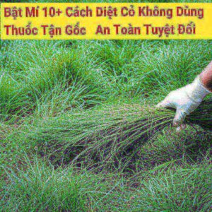 Bật Mí 10+ Cách Diệt Cỏ Không Dùng Thuốc Tận Gốc, An Toàn Tuyệt Đối