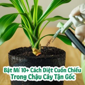 Bật Mí 10+ Cách Diệt Cuốn Chiếu Trong Chậu Cây Tận Gốc, An Toàn 100%