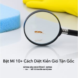 Bật Mí 10+ Cách Diệt Kiến Gió Tận Gốc: Hướng Dẫn Chi Tiết Từ Chuyên Gia Vệ Sinh