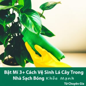 Bật Mí 3+ Cách Vệ Sinh Lá Cây Trong Nhà Sạch Bóng, Khỏe Mạnh Từ Chuyên Gia