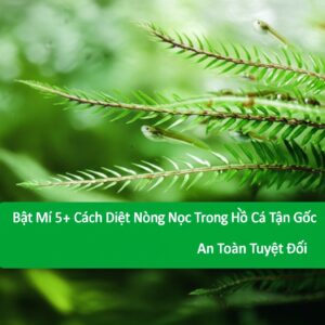 Bật Mí 5+ Cách Diệt Nòng Nọc Trong Hồ Cá Tận Gốc, An Toàn Tuyệt Đối