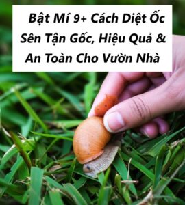 Bật Mí 9+ Cách Diệt Ốc Sên Tận Gốc, Hiệu Quả & An Toàn Cho Vườn Nhà