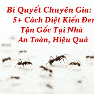 Bí Quyết Chuyên Gia: 5+ Cách Diệt Kiến Đen Tận Gốc Tại Nhà An Toàn, Hiệu Quả