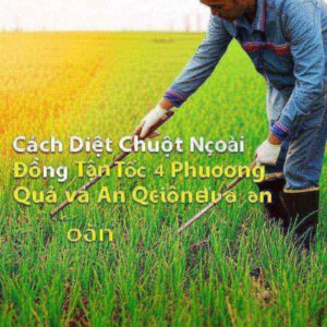 Cách Diệt Chuột Ngoài Đồng Tận Gốc: 4 Phương Pháp Hiệu Quả và An Toàn