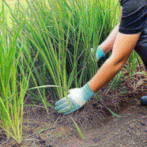 Cách Diệt Cỏ Gấu Tận Gốc: Hướng Dẫn Chi Tiết Từ Chuyên Gia