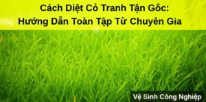 Cách Diệt Cỏ Tranh Tận Gốc: Hướng Dẫn Toàn Tập Từ Chuyên Gia Vệ Sinh Công Nghiệp