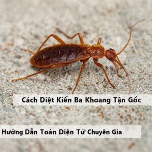 Cách Diệt Kiến Ba Khoang Tận Gốc: Hướng Dẫn Toàn Diện Từ Chuyên Gia