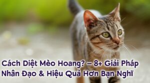Cách Diệt Mèo Hoang? – 8+ Giải Pháp Nhân Đạo & Hiệu Quả Hơn Bạn Nghĩ