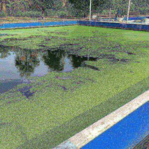 Cách Diệt Tảo Xanh Trong Ao Nuôi Cá: Hướng Dẫn Chi Tiết Từ Chuyên Gia