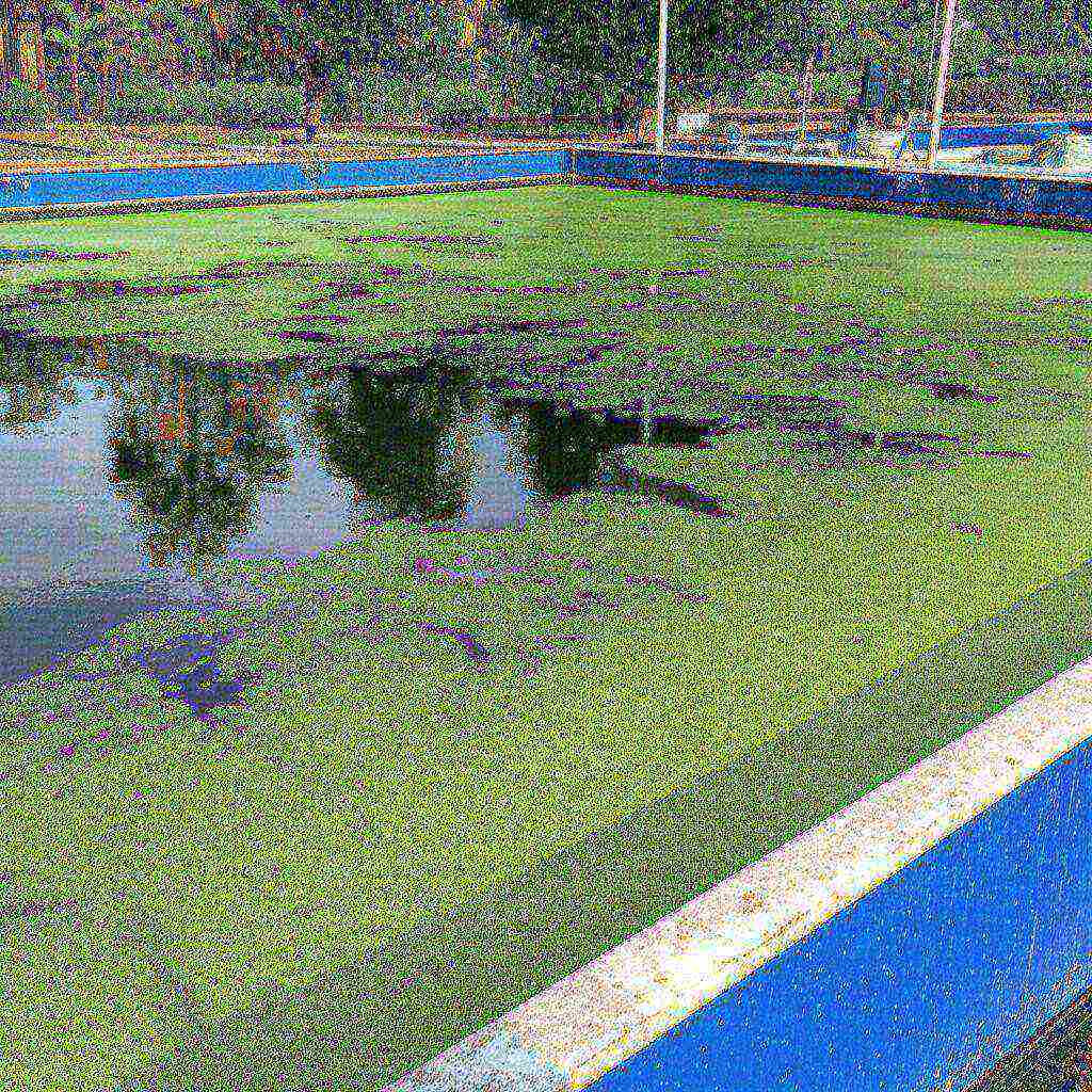 Cách Diệt Tảo Xanh Trong Ao Nuôi Cá: Hướng Dẫn Chi Tiết Từ Chuyên Gia