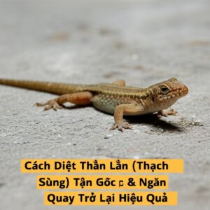 Cách Diệt Thằn Lằn (Thạch Sùng) Tận Gốc & Ngăn Quay Trở Lại Hiệu Quả