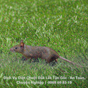 Dịch Vụ Diệt Chuột Đắk Lắk Tận Gốc – An Toàn, Chuyên Nghiệp | 0969 69 83 19