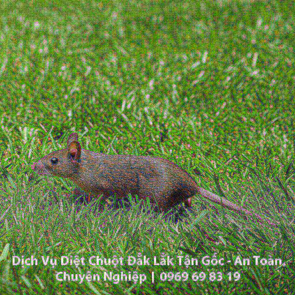 Hình minh họa cho bài viết: Dịch Vụ Diệt Chuột Đắk Lắk Tận Gốc - An Toàn, Chuyên Nghiệp | 0969 69 83 19