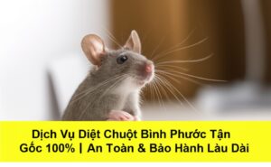 Dịch Vụ Diệt Chuột Bình Phước Tận Gốc 100% | An Toàn & Bảo Hành Lâu Dài