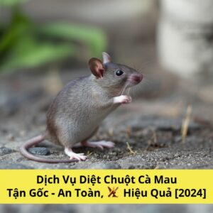 Dịch Vụ Diệt Chuột Cà Mau Tận Gốc – An Toàn, Hiệu Quả [2024]