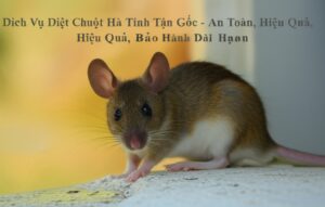 Dịch Vụ Diệt Chuột Hà Tĩnh Tận Gốc – An Toàn, Hiệu Quả, Bảo Hành Dài Hạn