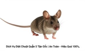Dịch Vụ Diệt Chuột Quận 5 Tận Gốc | An Toàn – Hiệu Quả 100%