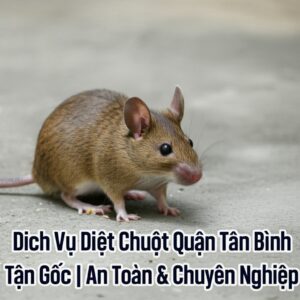 Dịch Vụ Diệt Chuột Quận Tân Bình Tận Gốc | An Toàn & Chuyên Nghiệp