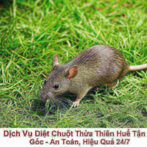 Dịch Vụ Diệt Chuột Thừa Thiên Huế Tận Gốc – An Toàn, Hiệu Quả 24/7