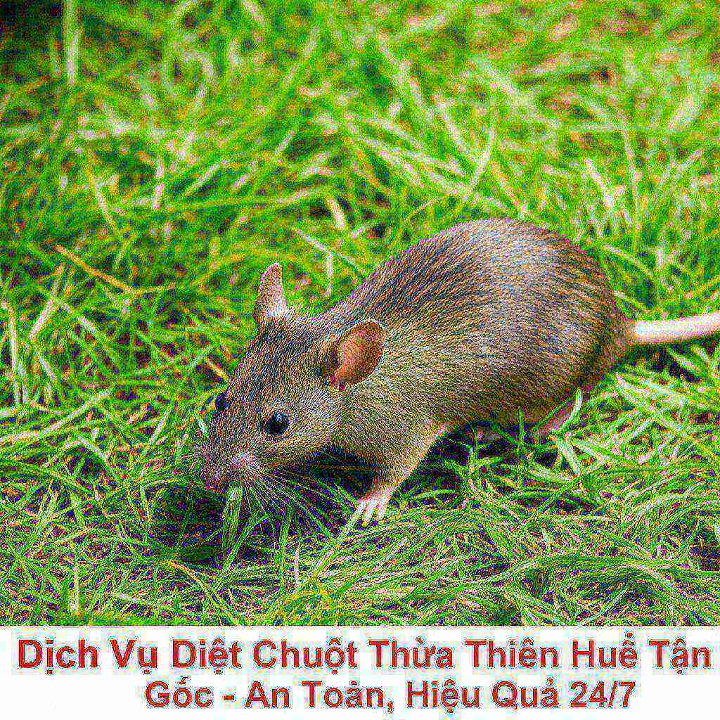 Hình minh họa cho bài viết: Dịch Vụ Diệt Chuột Thừa Thiên Huế Tận Gốc - An Toàn, Hiệu Quả 24/7