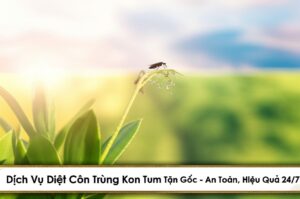 Dịch Vụ Diệt Côn Trùng Kon Tum Tận Gốc – An Toàn, Hiệu Quả 24/7
