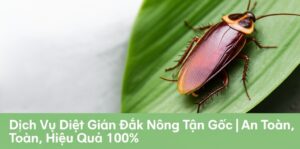 Dịch Vụ Diệt Gián Đắk Nông Tận Gốc | An Toàn, Hiệu Quả 100%