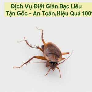 Dịch Vụ Diệt Gián Bạc Liêu Tận Gốc – An Toàn, Hiệu Quả 100%
