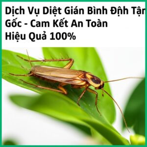 Dịch Vụ Diệt Gián Bình Định Tận Gốc – Cam Kết An Toàn, Hiệu Quả 100%