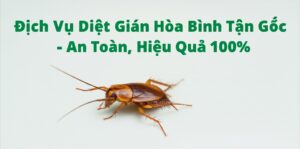 Dịch Vụ Diệt Gián Hòa Bình Tận Gốc – An Toàn, Hiệu Quả 100%