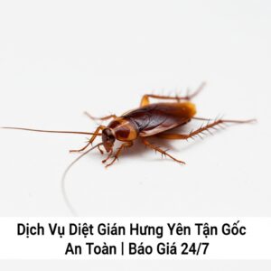 Dịch Vụ Diệt Gián Hưng Yên Tận Gốc, An Toàn | Báo Giá 24/7