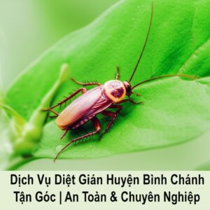 Dịch Vụ Diệt Gián Huyện Bình Chánh Tận Gốc | An Toàn & Chuyên Nghiệp