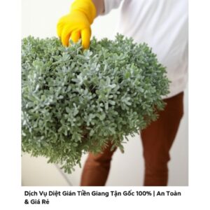 Dịch Vụ Diệt Gián Tiền Giang Tận Gốc 100% | An Toàn & Giá Rẻ