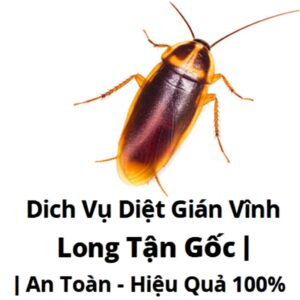 Dịch Vụ Diệt Gián Vĩnh Long Tận Gốc | An Toàn – Hiệu Quả 100%