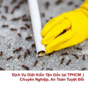 Dịch Vụ Diệt Kiến Tận Gốc tại TPHCM | Chuyên Nghiệp, An Toàn Tuyệt Đối
