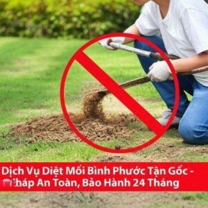 Dịch Vụ Diệt Mối Bình Phước Tận Gốc – Giải Pháp An Toàn, Bảo Hành 24 Tháng