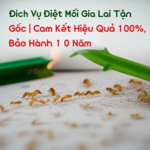 Dịch Vụ Diệt Mối Gia Lai Tận Gốc | Cam Kết Hiệu Quả 100%, Bảo Hành 10 Năm