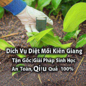 Dịch Vụ Diệt Mối Kiên Giang Tận Gốc | Giải Pháp Sinh Học An Toàn, Hiệu Quả 100%