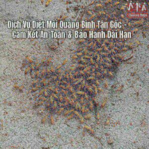 Dịch Vụ Diệt Mối Quảng Bình Tận Gốc – Cam Kết An Toàn & Bảo Hành Dài Hạn