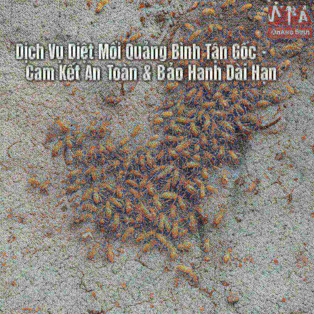 Hình minh họa cho bài viết: Dịch Vụ Diệt Mối Quảng Bình Tận Gốc - Cam Kết An Toàn & Bảo Hành Dài Hạn