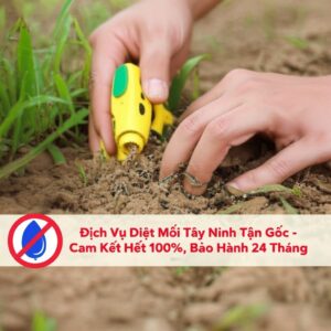 Dịch Vụ Diệt Mối Tây Ninh Tận Gốc – Cam Kết Hết 100%, Bảo Hành 24 Tháng