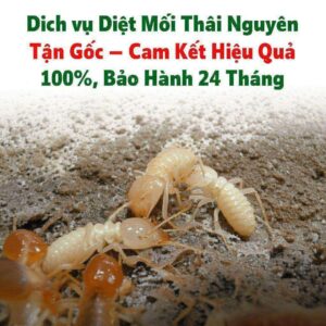 Dịch vụ Diệt Mối Thái Nguyên Tận Gốc – Cam Kết Hiệu Quả 100%, Bảo Hành 24 Tháng