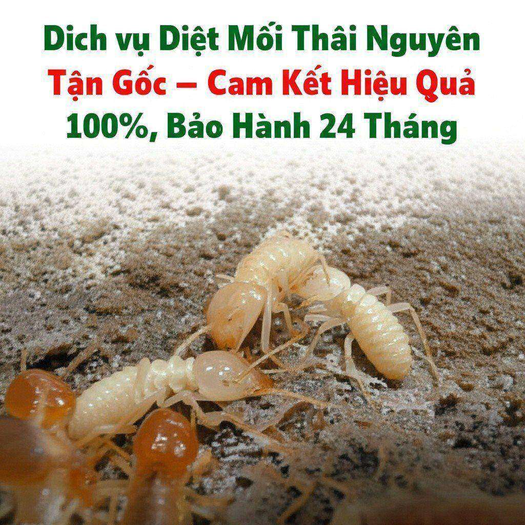 Hình minh họa cho bài viết: Dịch vụ Diệt Mối Thái Nguyên Tận Gốc - Cam Kết Hiệu Quả 100%, Bảo Hành 24 Tháng