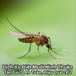 Dịch Vụ Diệt Muỗi Ninh Thuận Tận Gốc | An Toàn, Hiệu Quả 24/7