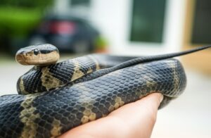 Dịch Vụ Kiểm Soát Rắn Chuyên Nghiệp & An Toàn Toàn Diện tại TP.HCM