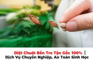 Diệt Chuột Bến Tre Tận Gốc 100% | Dịch Vụ Chuyên Nghiệp, An Toàn Sinh Học