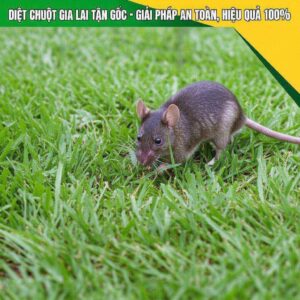 Diệt Chuột Gia Lai Tận Gốc – Giải Pháp An Toàn, Hiệu Quả 100%